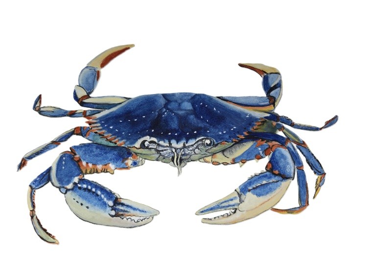 Blue Crab watercolor