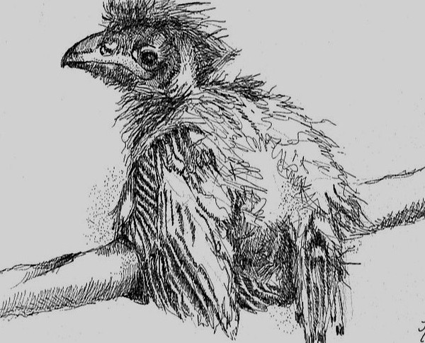 Young Bird