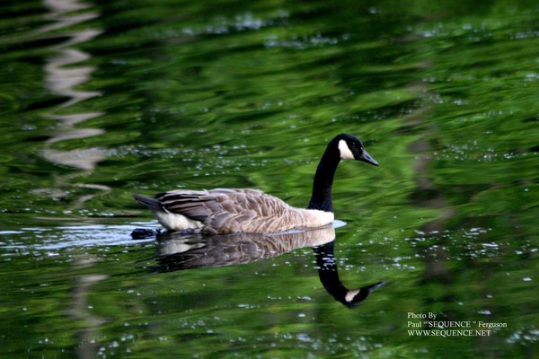 The Green LAKE