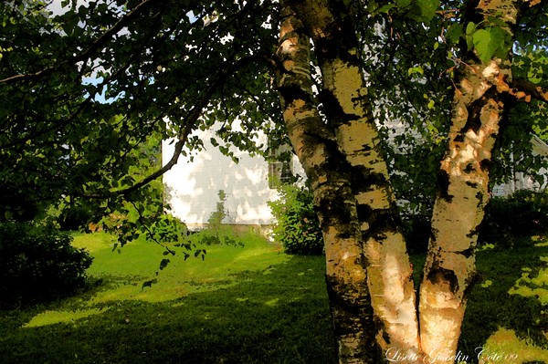 BIRCH 