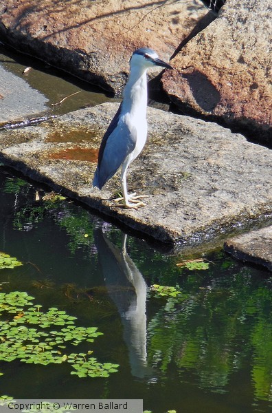 Night Heron 6/17/2013
