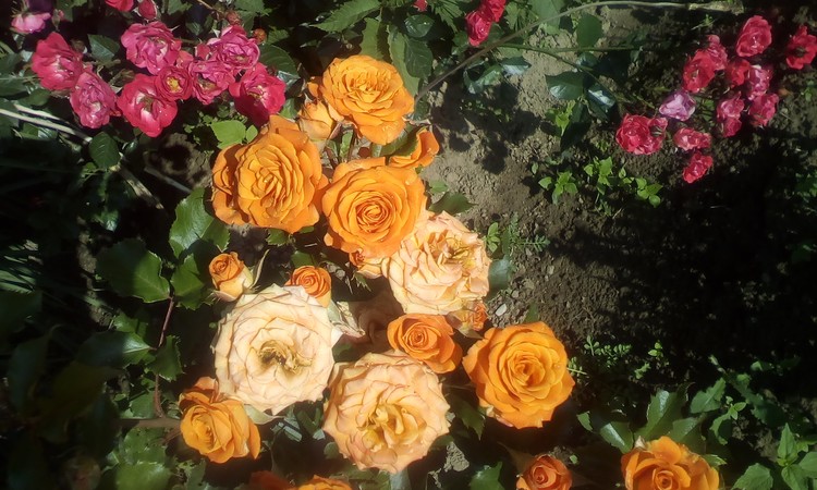 Roses