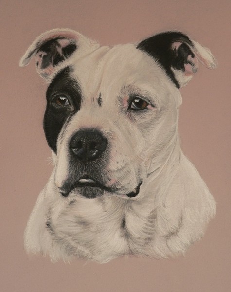 Buster.  Staffordshire Terrier
