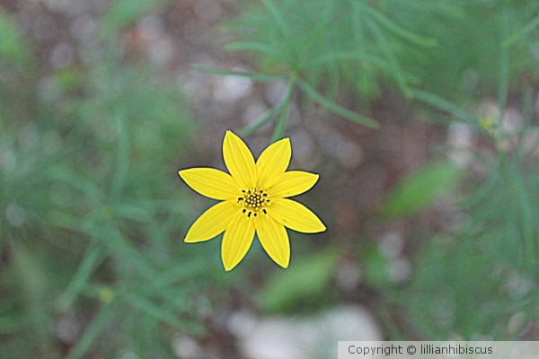 Yellow Coreopsis