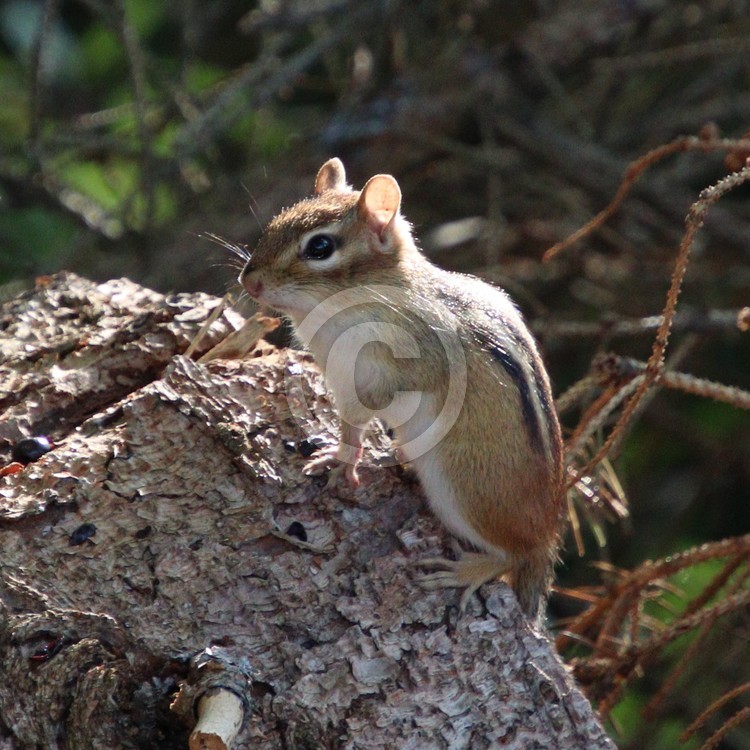 Chipmunk