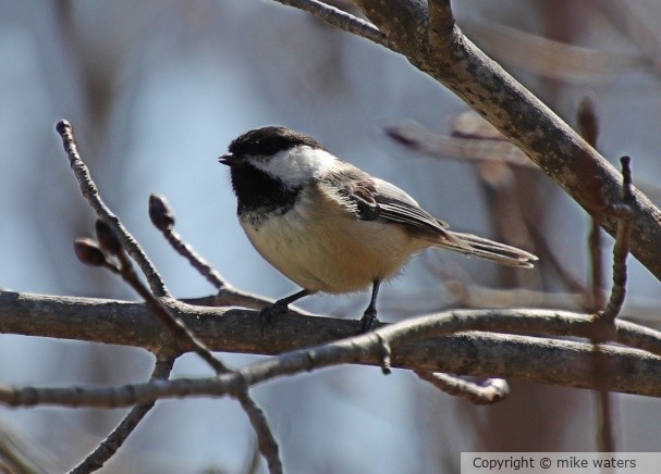 chickadee bird
