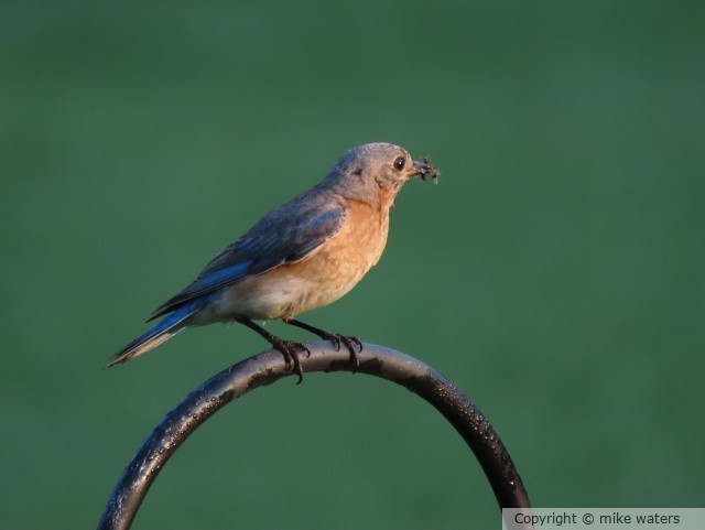 Female bluebird