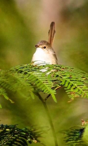 Wren