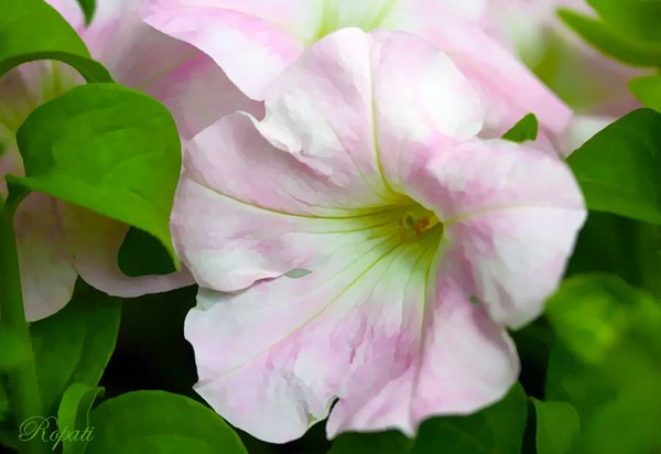 Petunia