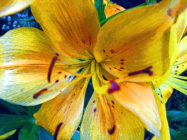 Lily Close-up