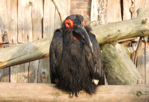 Hornbill