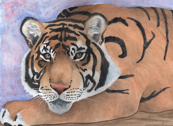 Tiger