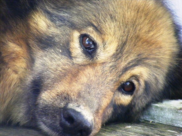 My old girl