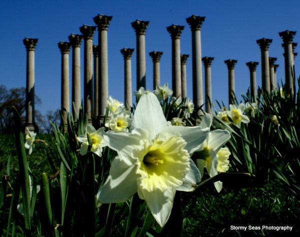 flower and columns