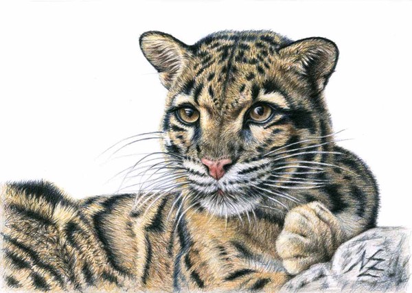 Clouded Leopard