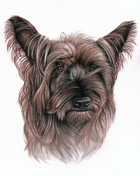 Australian Terrier