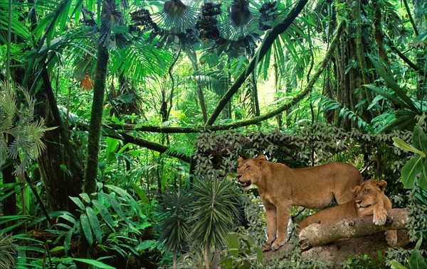1402-Jungle Queens