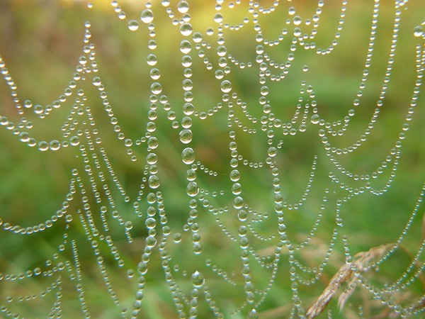 Pearls of the Web!