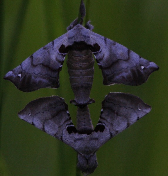 Mating Apatelodes