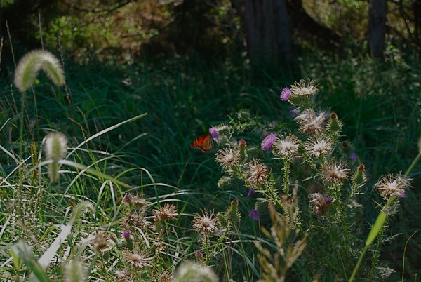 butterfly