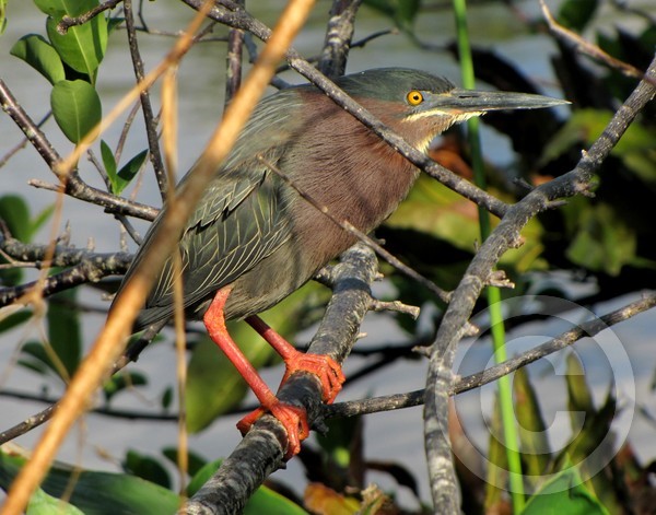 Green Heron - Tight grip!