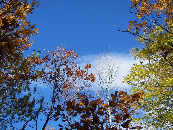 Autumn stories somewhere in slovenian Istria