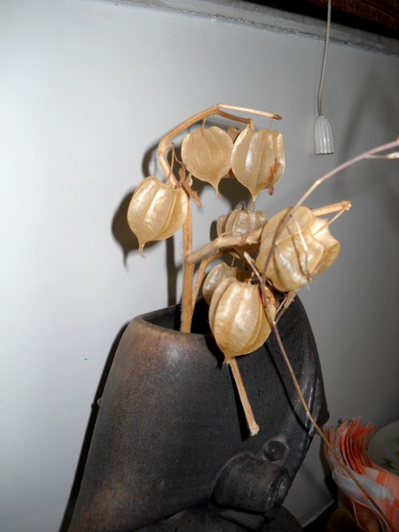 Organic-fruit-covers