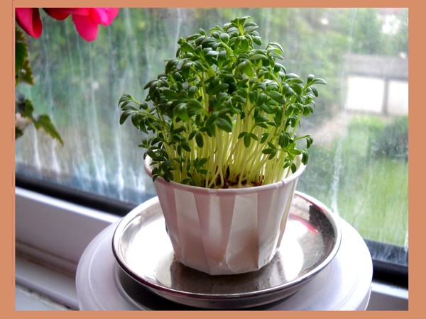 Tiny plant