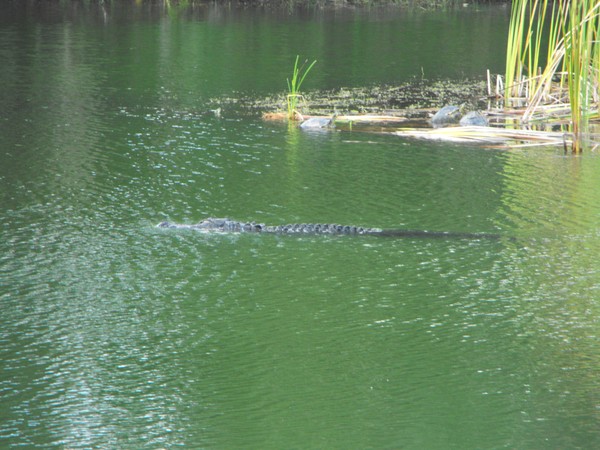 Alligator