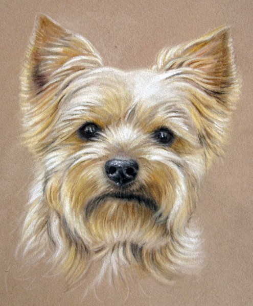 Yorkie