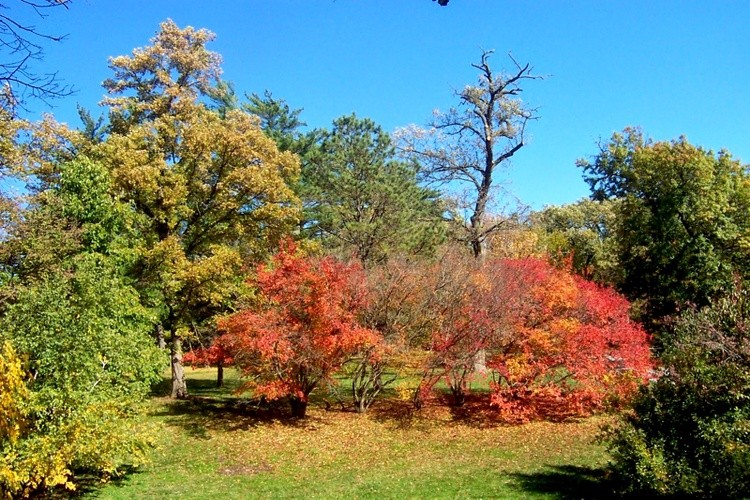 Fire Trees jpg