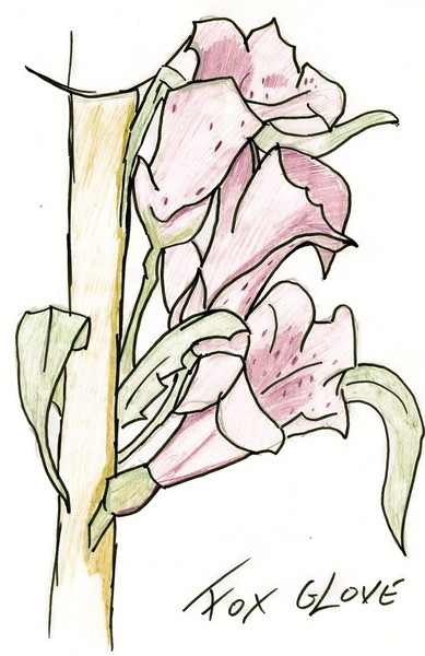 Foxglove