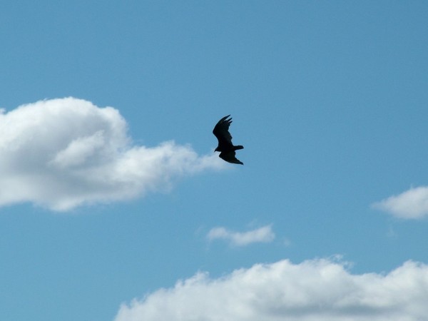 Bird in Flight 2