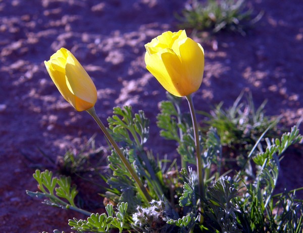 Yellow Wild Flowers