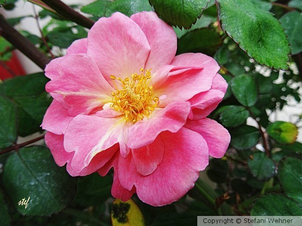 first gardenrose in 2016