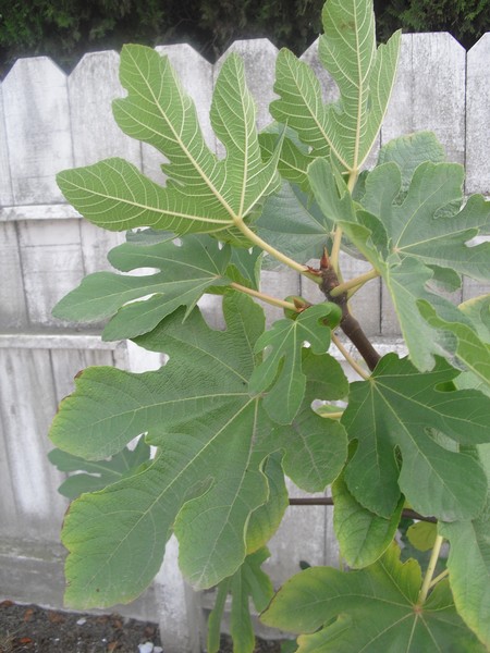 Fig Tree