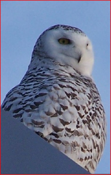 Snowy Owl