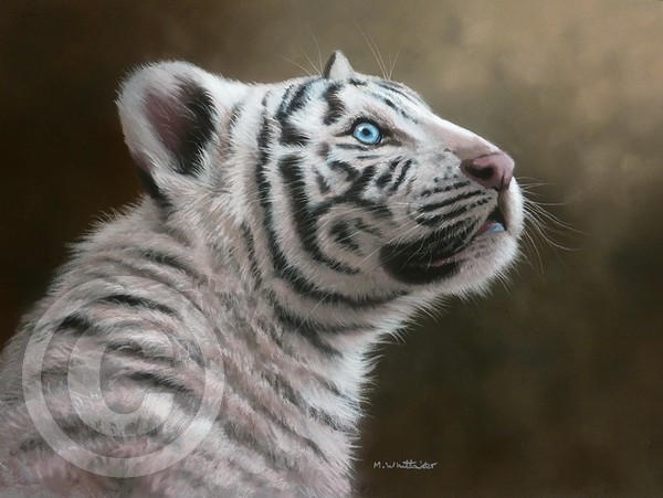 Tiger Cub