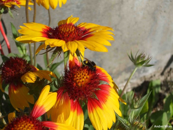 Flower with bee