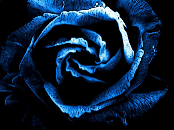The Sapphire Flower
