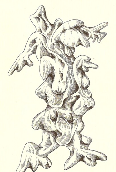 Amphidorias