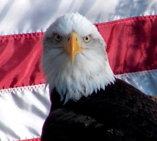 American Pride