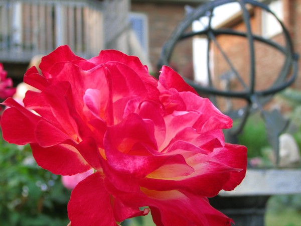 The Rose (1)