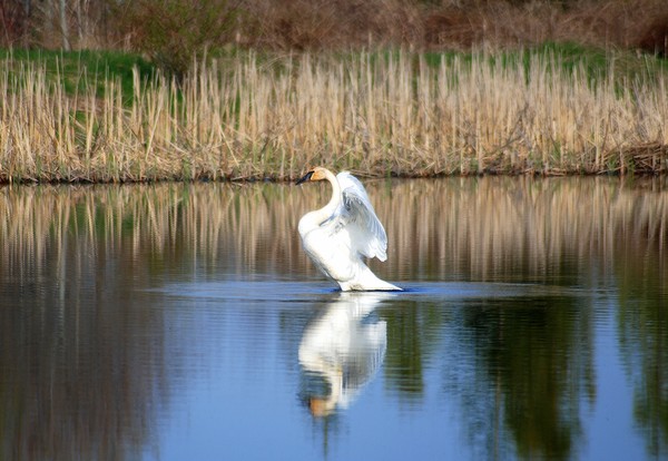 stretching swan