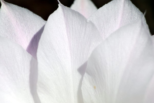 Nikon_07192009_4296