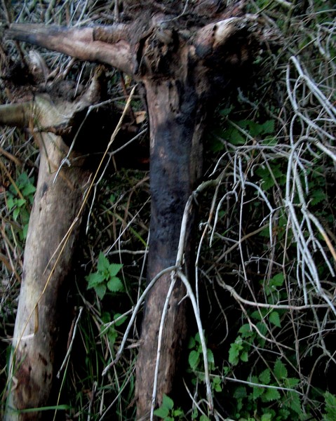 THE CHRIST IMAGE IN A PIECE OF TREE