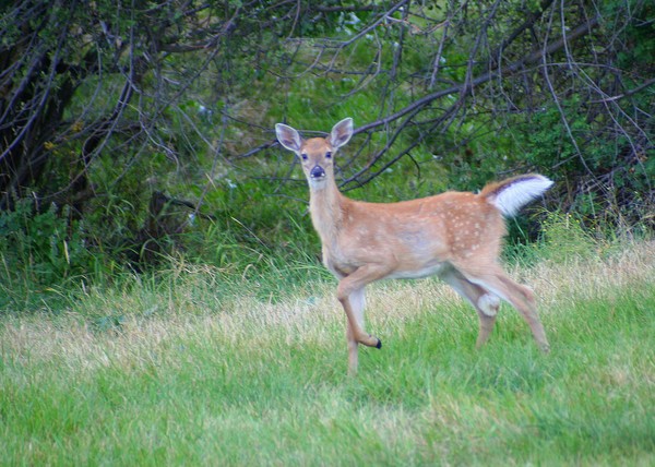 Fawn on the Move