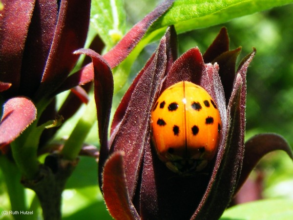 Lady Bug