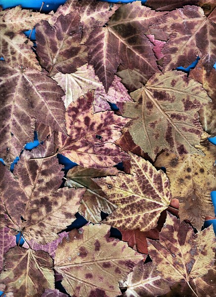 Leaves Collage 7 5 2nd of 5