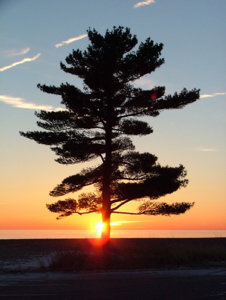 Burning Tree